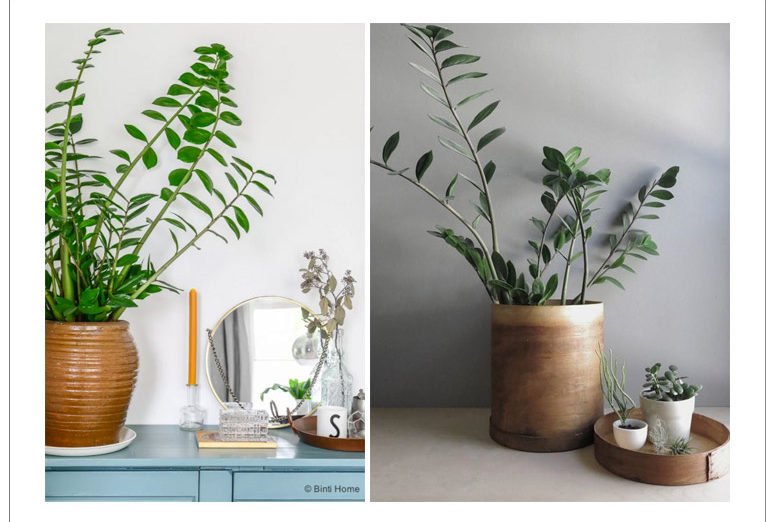 plantas de interior zz plant scandinavian minimalist