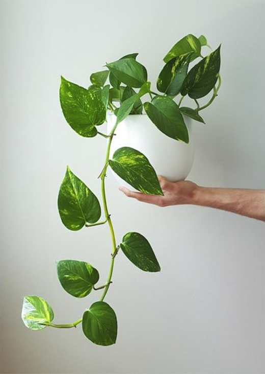 pothos plantas interior scandinavian minimalist